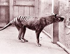 Image result for Tasmanian Tiger Dog