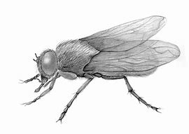Image result for Cool Bug Drawings