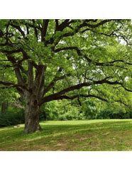 Image result for Unusual Trees