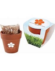 Image result for Hen and Chick Plant Pots