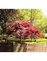 Image result for Unique Trees