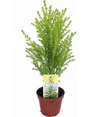 Image result for Small Potted Evergreen Trees