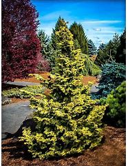 Image result for Chinese Cypress Tree
