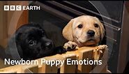 The Unique Bond Between Humans and Dogs | Wonderful World of Puppies | BBC Earth