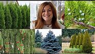 10 Evergreens Every Garden Should Have! 🌲🌲🌲 // Garden Answer