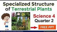 Specialized Structures of Terrestrial and Aquatic Plants Grade 4