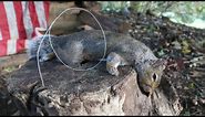 How to make the ULTIMATE Squirrel Pole SNARE!!!!!