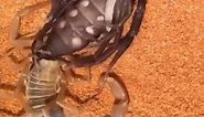 scorpion molting process