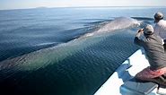 BIGGEST Real Living Animal EVER Recorded in the Ocean- Blue Whale