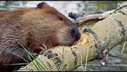 The Beaver | A Moose Named Madeline | BBC Studios