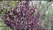 Purple-leaf Plum Trees