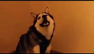Funny dog (husky) sneezing