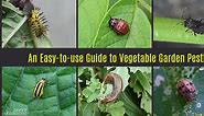 Guide to Vegetable Garden Pests: Identification and Organic Controls