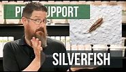 How Did I Get Silverfish? | Pest Support