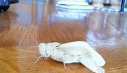 Albino grasshopper