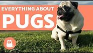 Everything You Need to Know About Pugs - Characteristics and Care