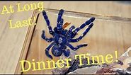 Tarantula Feeding Video 45 (Blue Spiders!)