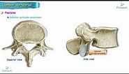 Anatomy of Lumbar vertebrae (Osteology) USMLE : Typical and Atypical lumbar vertebra