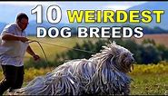 Top 10 Weirdest Dog Breeds In The World