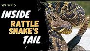 What's Inside A Rattlesnake's Tail?