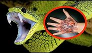THE MOST VENOMOUS SNAKES In The World