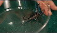 9 Red Claw Scorpion Facts & Care Tips | Pet Tarantulas