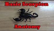 Basic Scorpion Anatomy