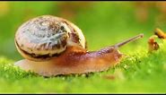 Phylum Mollusca Part 2: Class Gastropoda (Slugs and Snails)