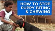 How to Stop Puppy Biting and Chewing