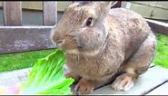 Bunny Rabbit Eats Lettuce