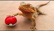 BEARDED DRAGON - A Cute And Funny Bearded Dragon Videos Compilation || PET VIDEOS