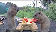 World-famous 'Chunk the Groundhog' raises family in man's backyard | Localish