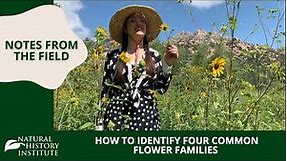 Beginner Botany: How to Identify Four Common Flower Families