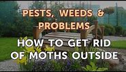 How to Get Rid of Moths Outside