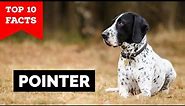 Pointer Dog - Top 10 Facts