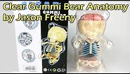 Clear Gummi Bear Anatomy Skeleton - Designed by Jason Freeny