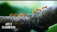 How Do Ants Work Together I Ants Teamwork