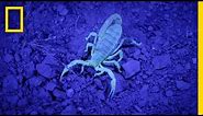 Watch Scorpions Glow in the Dark | National Geographic