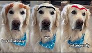 Dog Tries On Funny Eyebrows