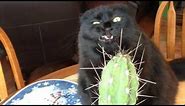 Funny BLACK cat video compilation - It's HARD to Hold your LAUGH