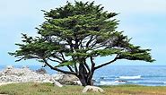 Discover The 9 Different Types of Cypress Trees