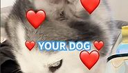 Your dogs love you unconditionally🐶🐶❤️❤️
