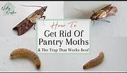 How To Get Rid Of Pantry Moths | Indian Meal Moth Traps That Work