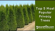 Top 5 Most Popular Privacy Trees | NatureHills.com