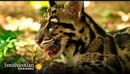 These ADORABLE Clouded Leopards Won’t Stop Playing 😍 Animals at Play | Smithsonian Channel