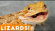 Ultimate Funny Lizard Compilation of 2018 | Funny Pet Videos