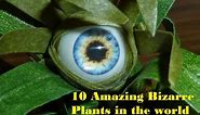 10 Amazing Bizarre Plants in the world | World's Most Strangest Plants