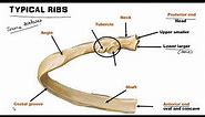 Ribs - Osteology (World of Anatomy)