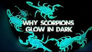 The Mystery of Scorpions Glow: Why Do Scorpions Glow in the Dark?