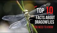 10 Amazing Dragonflies Facts You Need to Know